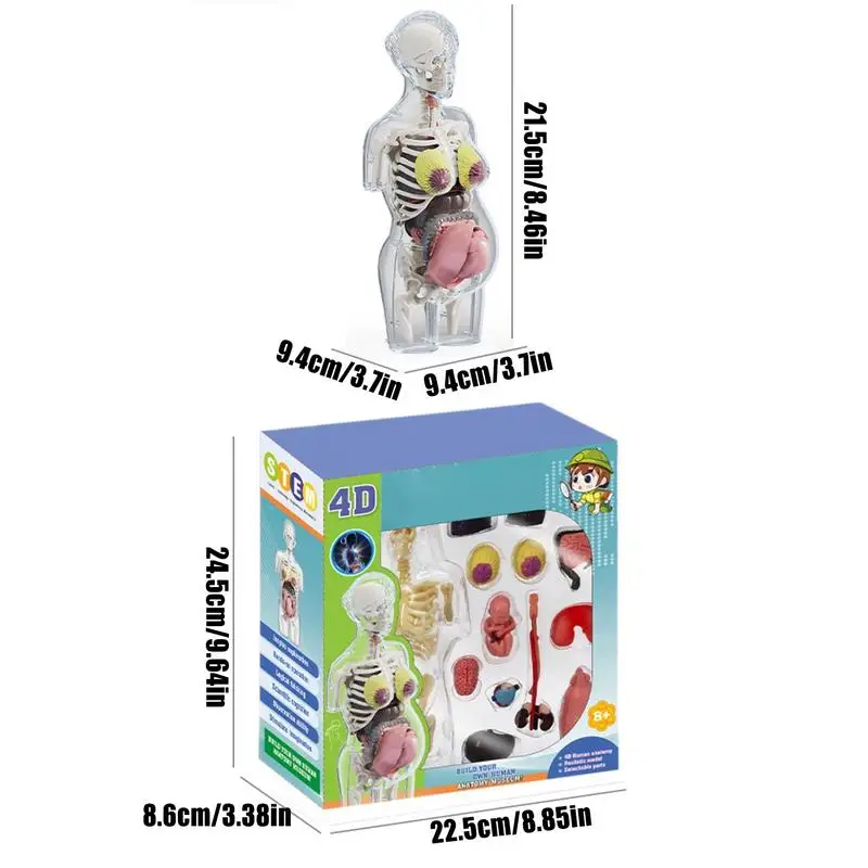 

Human Anatomy For Kids Pregnancy Body Models Anatomical Assembly Kit Removable Parts Poseable Anatomy Figure Educational toys