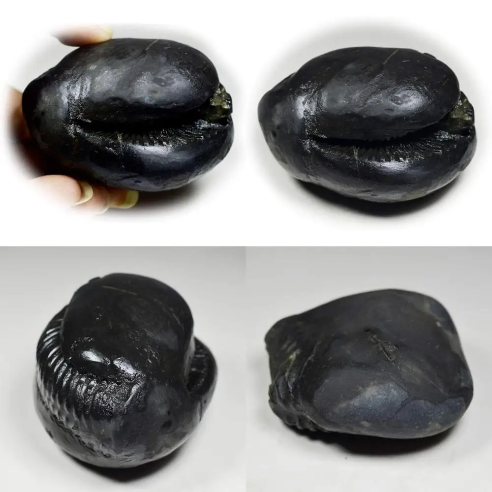 

Оптовая продажа высококачественного 55-каратного каменя Shaligram Fossil Stone от Gandaki River, Nepal - Lord Vishnu Original, класс A + с длинным хвостом Keyw
