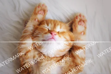 

1/10 Short Course Truck Wheel & Tire Set with Multi-Hex Adapters (12mm/14mm/17mm) - for ARRMA Senton/TRX Slash RC Car