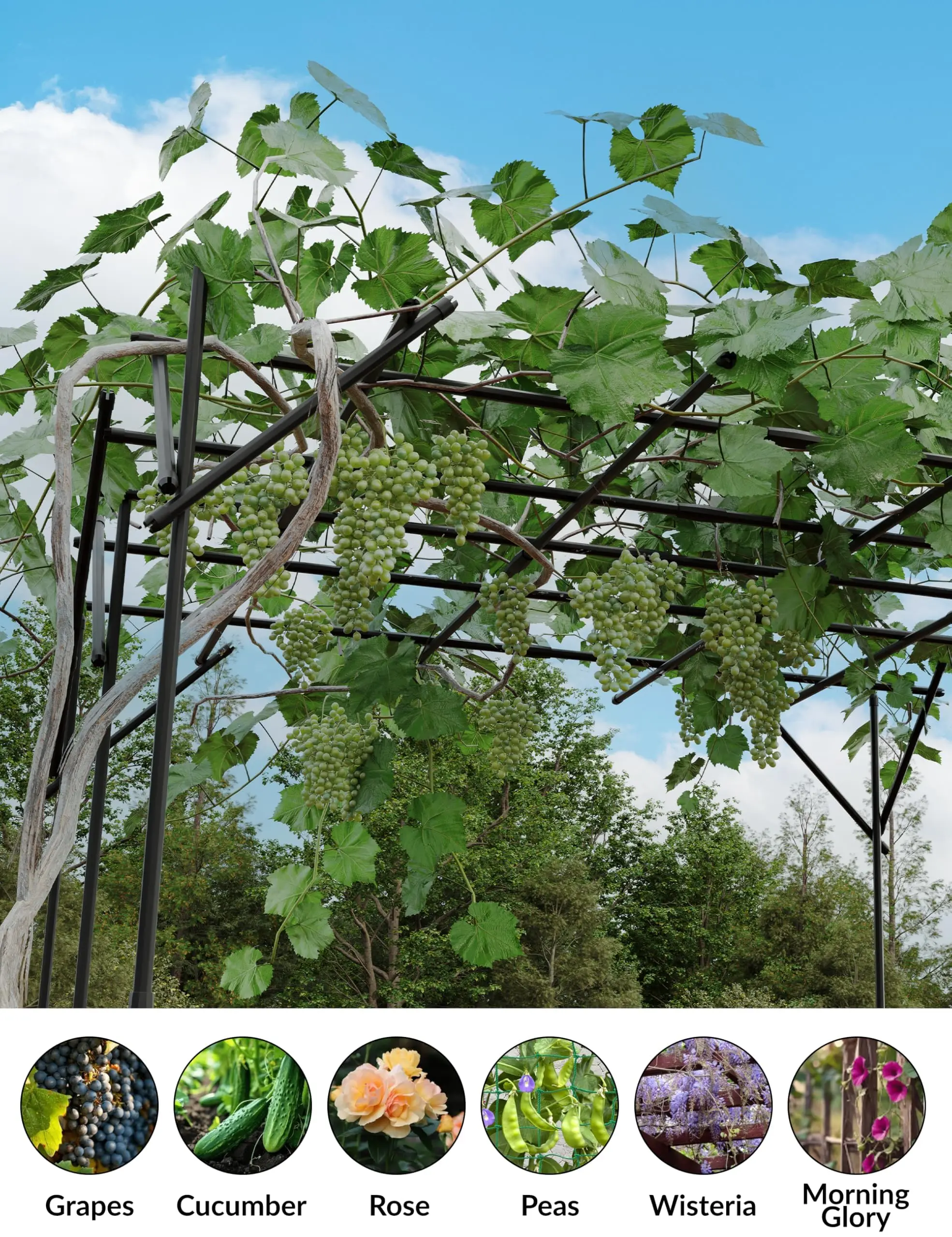 Durable Rustproof Metal Garden Arch Trellis - Heavy-Duty Pergola Arbor for Climbing Plants, Roses & Vines - Outdoor Plant Support for Lawn, Patio, Backyard, Wedding & Event Decoration