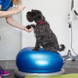 Dog Special Fitness Donut Ball Rehab Rehabilitation Training Core Muscle Atrophy Hind Limb Strength Dog Agility Equipment