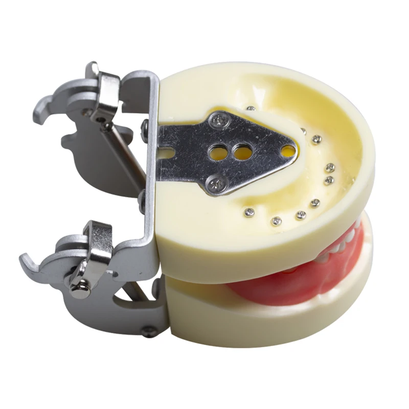 نموذج أسنان نفضية للأطفال، نموذج ممارسة التدريس عن طريق الفم، نموذج لأسنان الفم، فم كامل 24 وضع تحضير أسنان الطفل القابل للإزالة