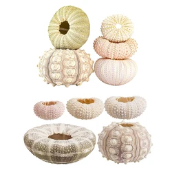 Marine Beach Natural Shells Conch Coquillage Sea Urchin Bonsai Mediterranean Seashells Craft Aquarium Home Decoration