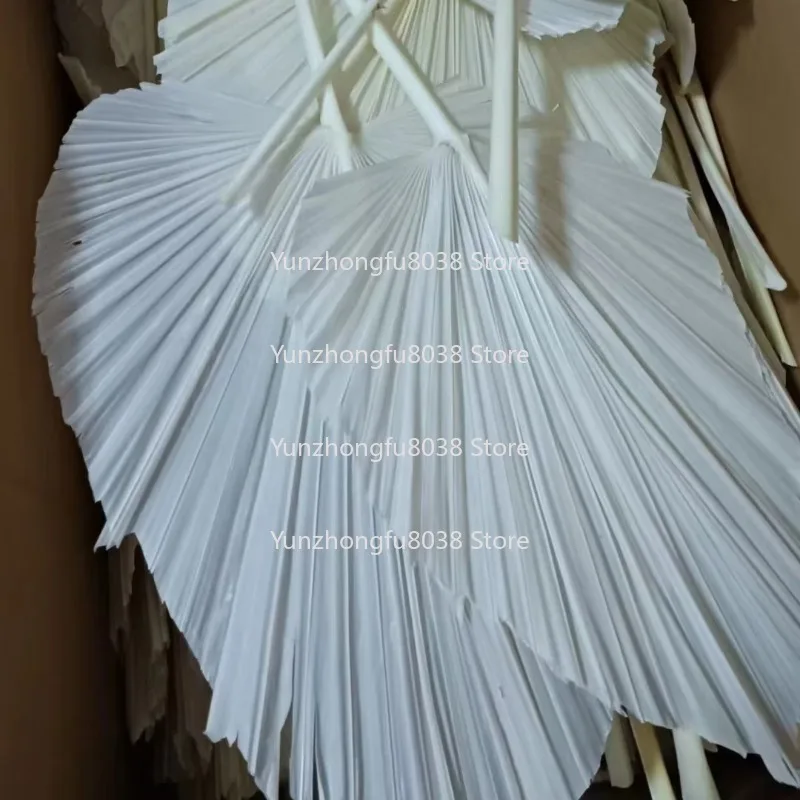 Fleurs de vente chaudes, feuilles de palmier séchées pour famille/événements/mates/décorations et Bouquets