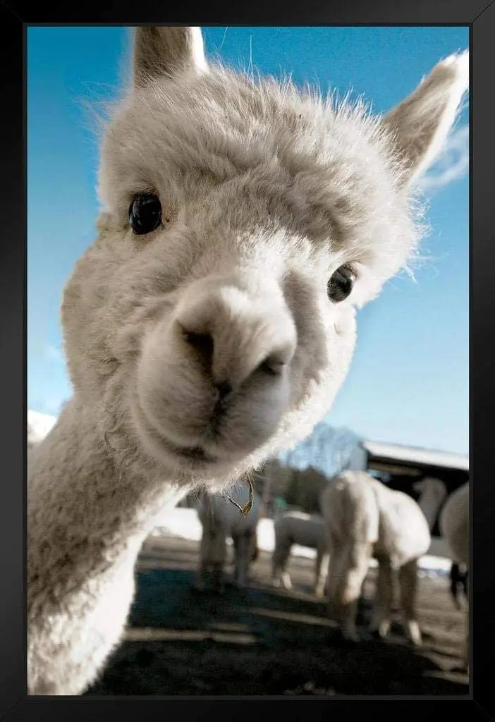 Alpaca Face Cute Baby Close Up View Black and White Animal Tin Sign 8x12 Inch Home Kitchen Bedroom Bar Sign Decoration Posters