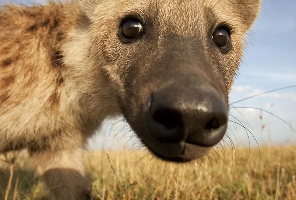 

BETAFPV Drone Screw Pack For Pavo20 /Pavo20 Pro /Meteor65 Pro / Meteor75 Pro/Air65 / Air75 / Meteor65 Pro / Meteor75 Pro/Cetus X