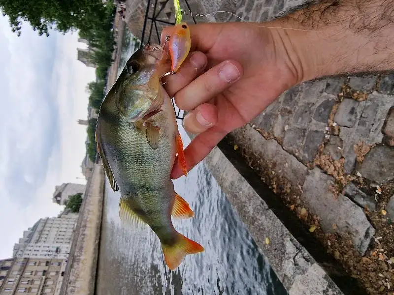 Kingdom Crazy Crankbaits Langsam Sinkende Angelköder Mini Minnow Swing Kleine Cranks Harte Köder 5g 37mm Wobbler Angelzubehör – Detail 2