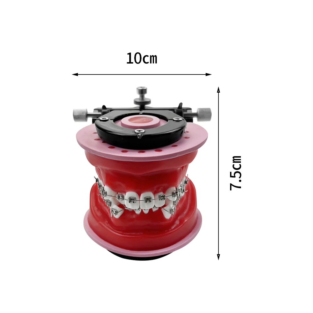 Modelo de enseñanza de ortodoncia para técnico Dental, práctica de entrenamiento, enseñanza, estudiar Oral, modelos de Typodont de demostración