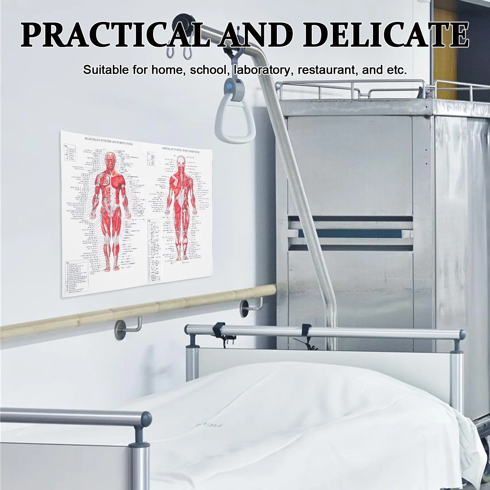 Tableau des Muscles, Affiche Anatomique, Système d'Anatomie du Corps Humain Musculaire, Tons de Terre