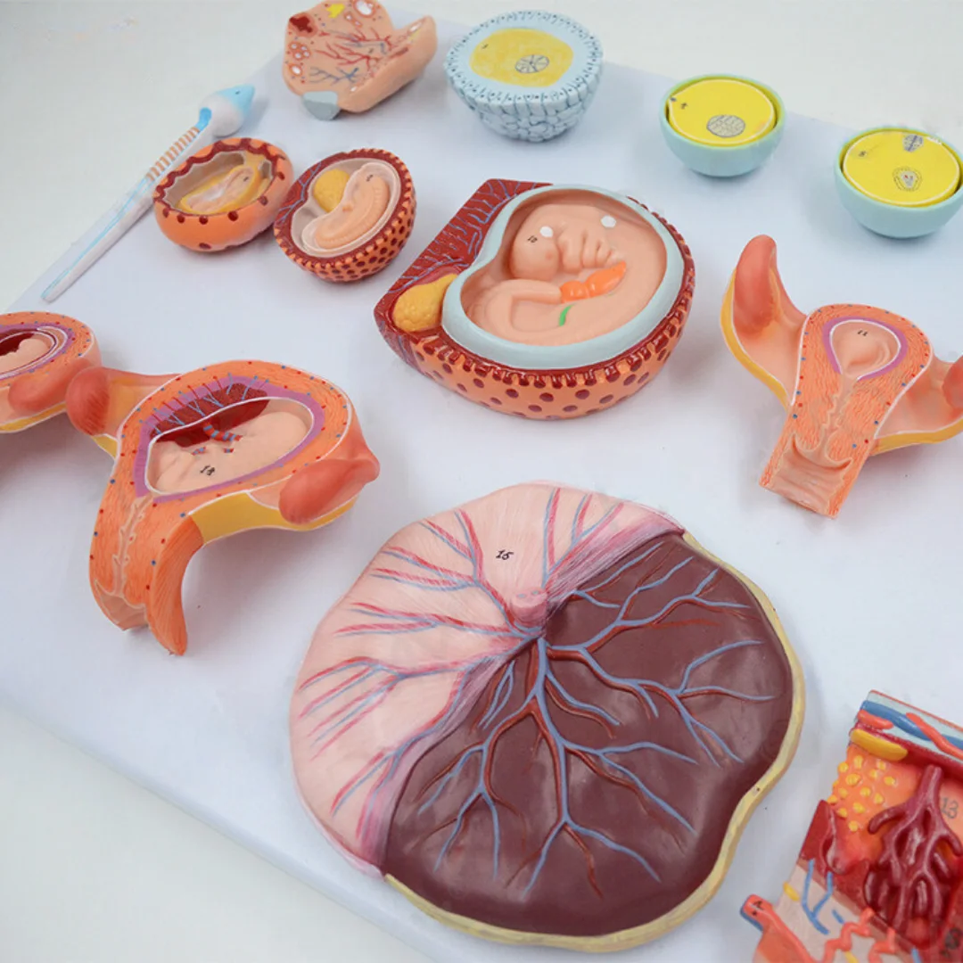 Demonstration Model of Human Fertilization and Early Embryogenesis Medical Science Embryo Simulator for Obstetrics Gynecology Fa