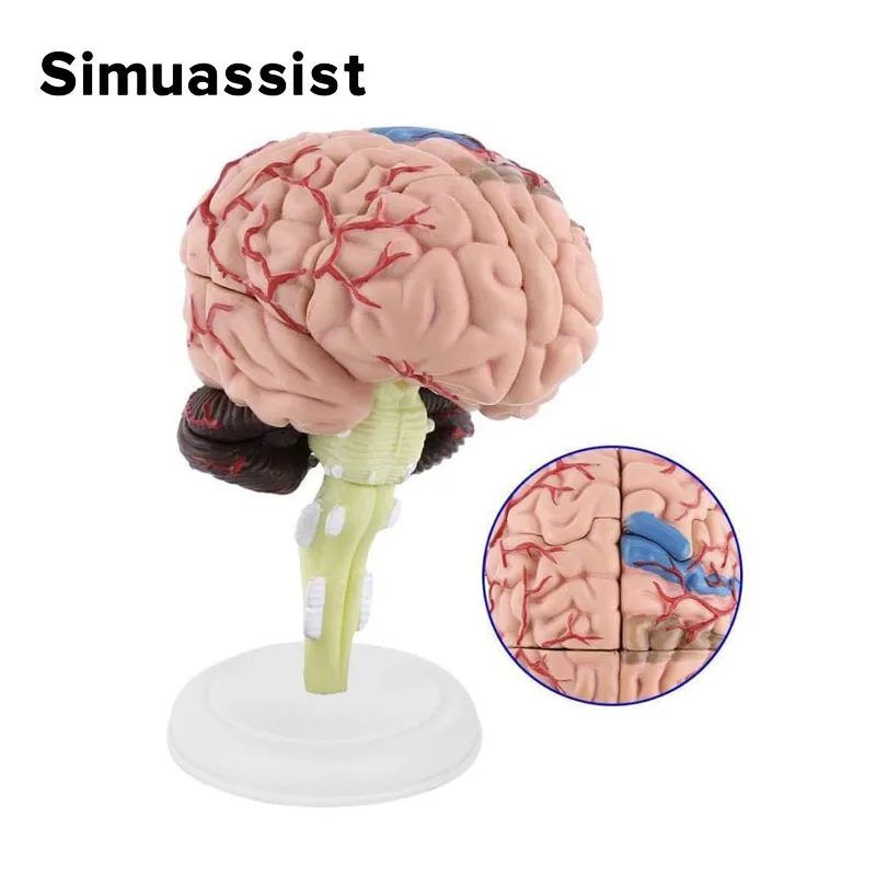 4D Medical Removable Mini Brain Model Assembled Model Structure Of The Brain Anatomy Medical Teaching Tool