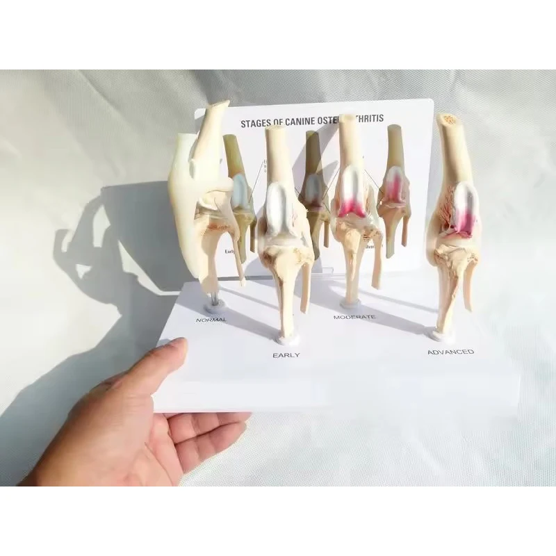 Veterinary Canine Osteoarthritis 4-stage Dog Knee Canine/Dog 4 Stage Knee Arthritis Anatomy Anatomical Model Skeleton Toys