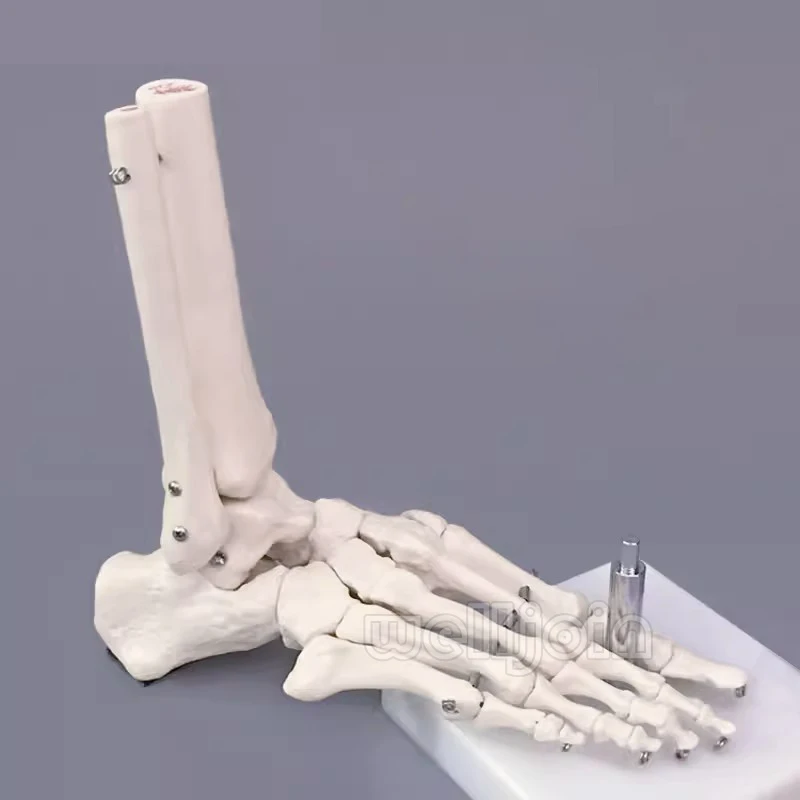 1:1 Foot Joint Model Foot Skeleton Model  Studies Foot Bones Skeletal Model Foot Anatomy Clinic Show Teaching Model