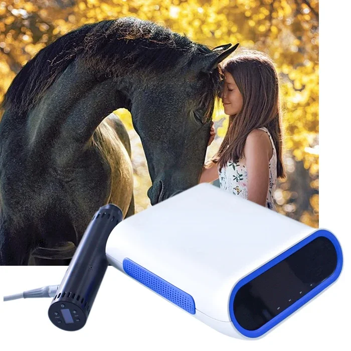 말 반려동물 물리 치료 회복 운동