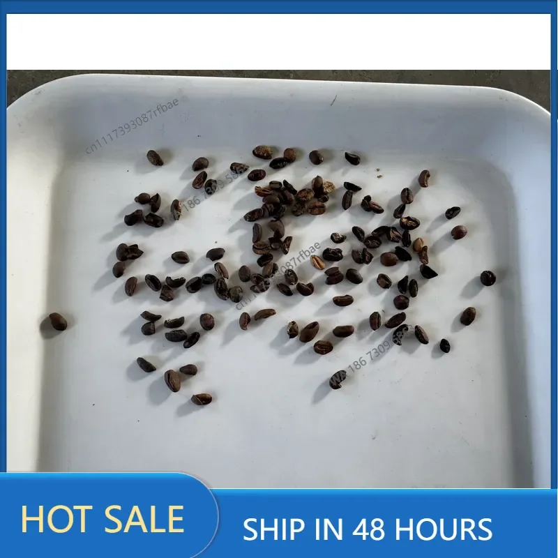 Color Sorting Machine Bean Product Processing Machinery Grain Plastic Soya Green Coffee Beans Peanuts Color Sorter