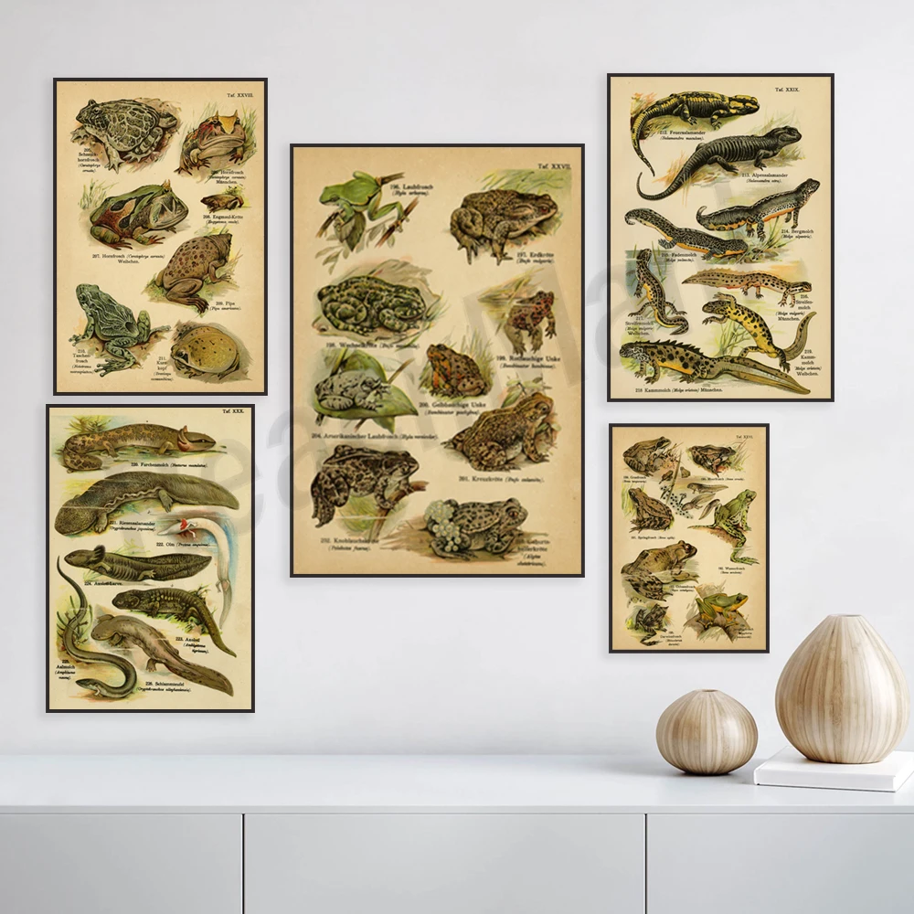 August Schleyer's Marsh Frog, European Tree Frog, Green Toad, Argentine Horned Frog, Japanese Giant Salamander vintage poster