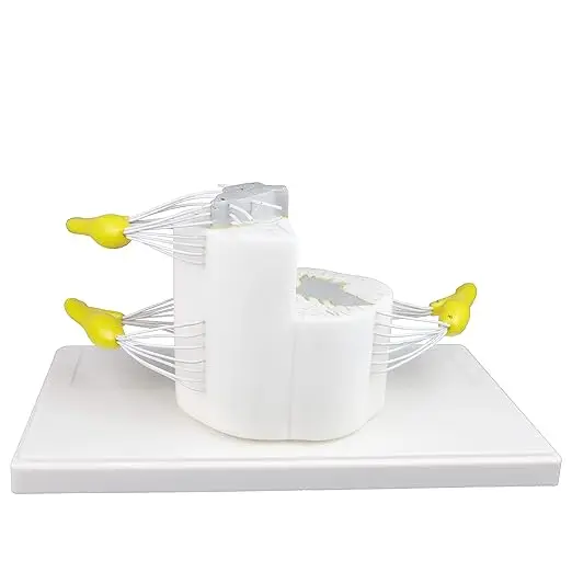 Medical science 5 times life size vertebral body part spinal cord longitudinal cross-section