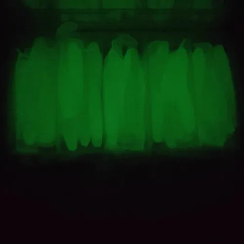 Imagen 2 del producto Ufishing 5,5 cm/6,5 cm/7 cm diseño de hilo luminoso PVC señuelo de pesca de gusanos 10 unids/bolsa cebo suave para lubina