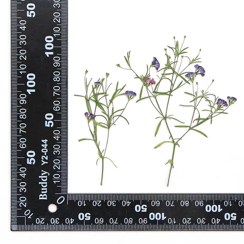 

120pcs Pressed Dried Gypsophila muralis Flower Herbarium For Resin Epoxy Jewelry Card Bookmark Frame Phone Case Makeup Lamp