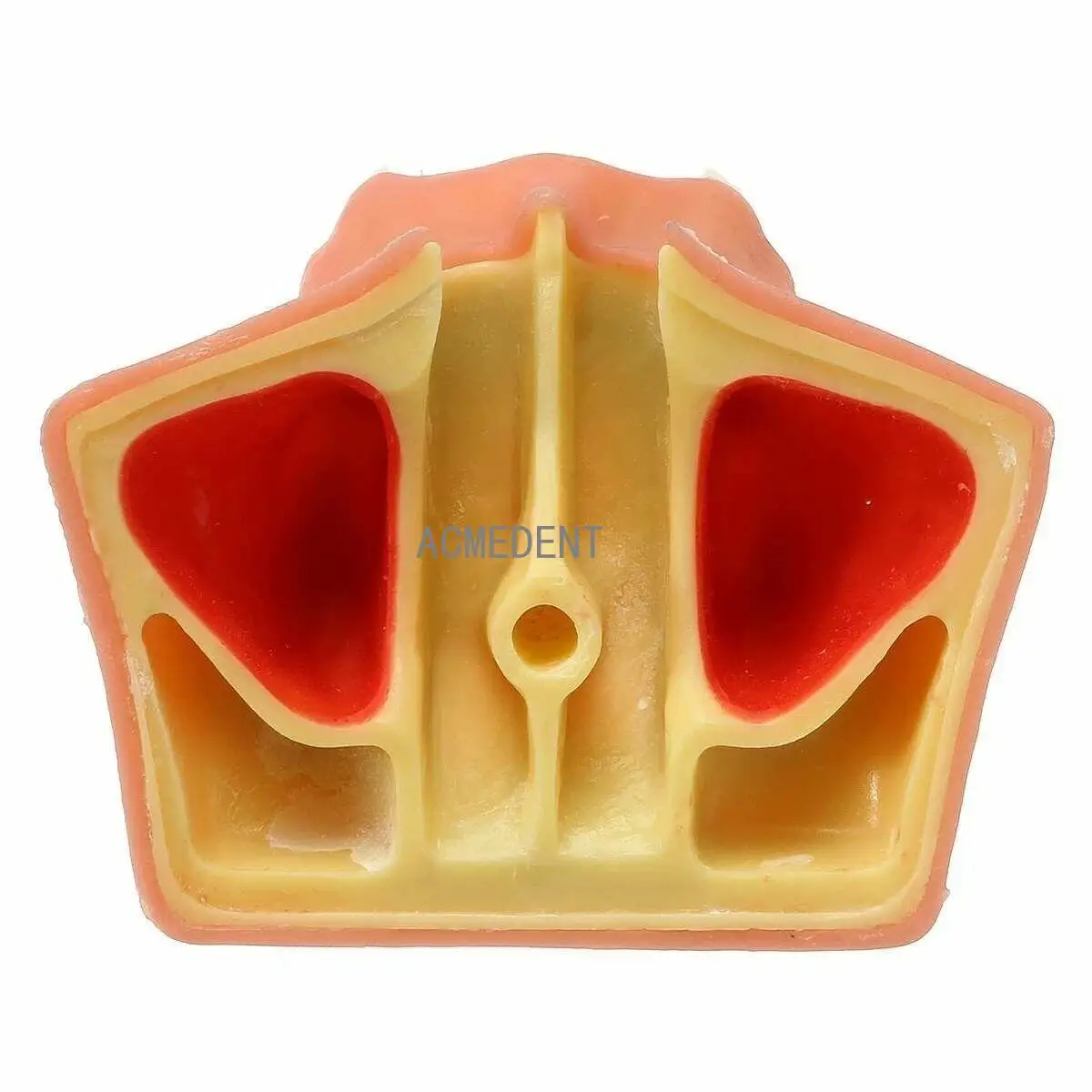 1PCS Dental Model Lift Practice Teaching Teeth Models Upper Jaw Study Demonstration Tooth Implant Simulator Typodont Dentistry