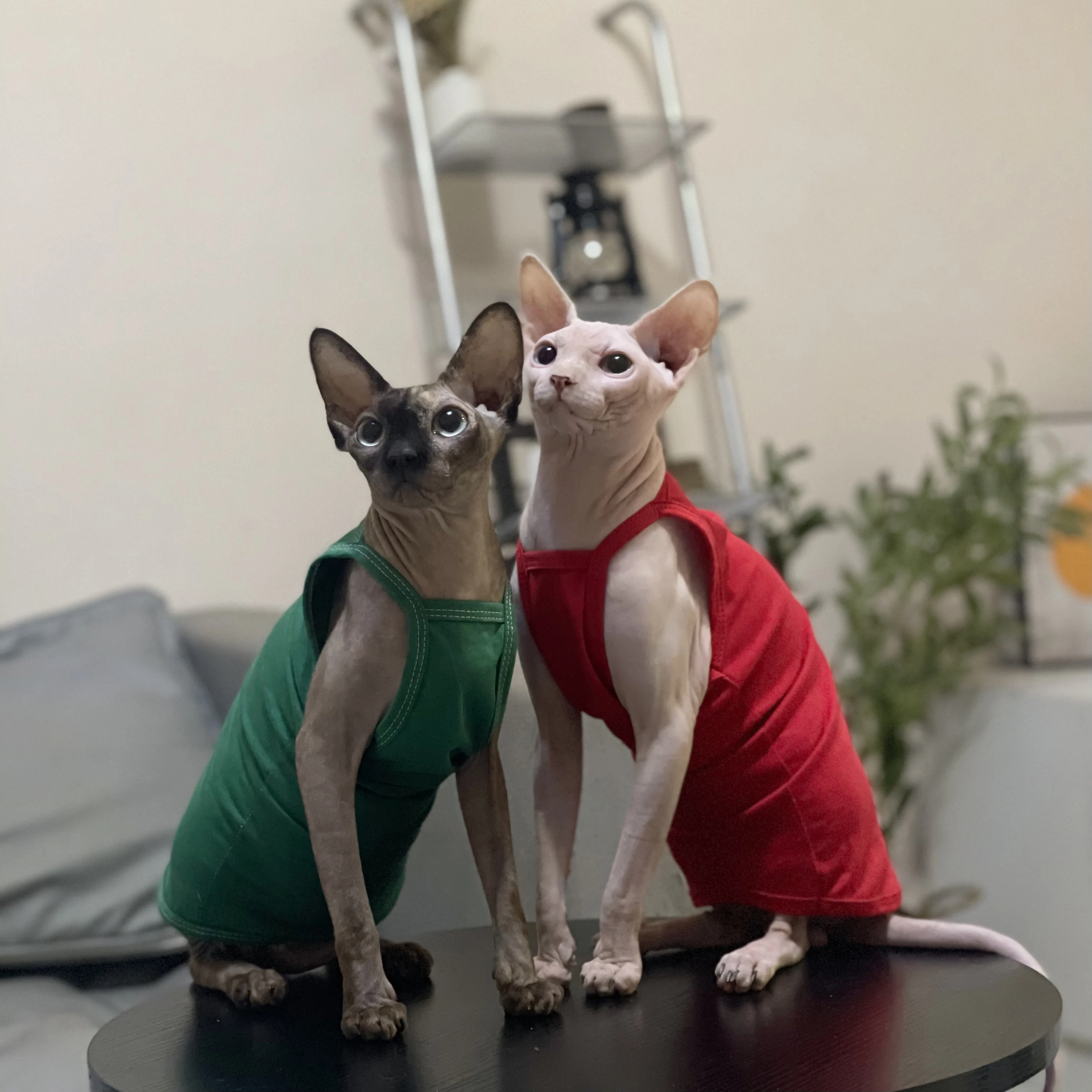 Multicolor Sphynx Pet Cat Clothes Cotton Kittens Outfits For Sphinx Breathable Cats Camisole Soft Devon Rex Clothing Kitten Vest