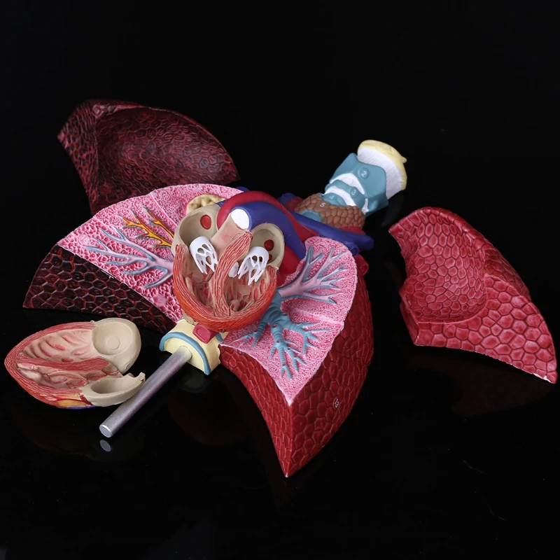 Модель легких человека в натуральную величину, анатомическая дыхательная система, Анатомия для школы, научные ресурсы, обучающий дисплей, обучающий инструмент