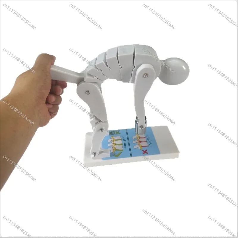 For Human Spine Lumbar Disc Weightlifting Human Spine Force Demonstration with Base Bracket