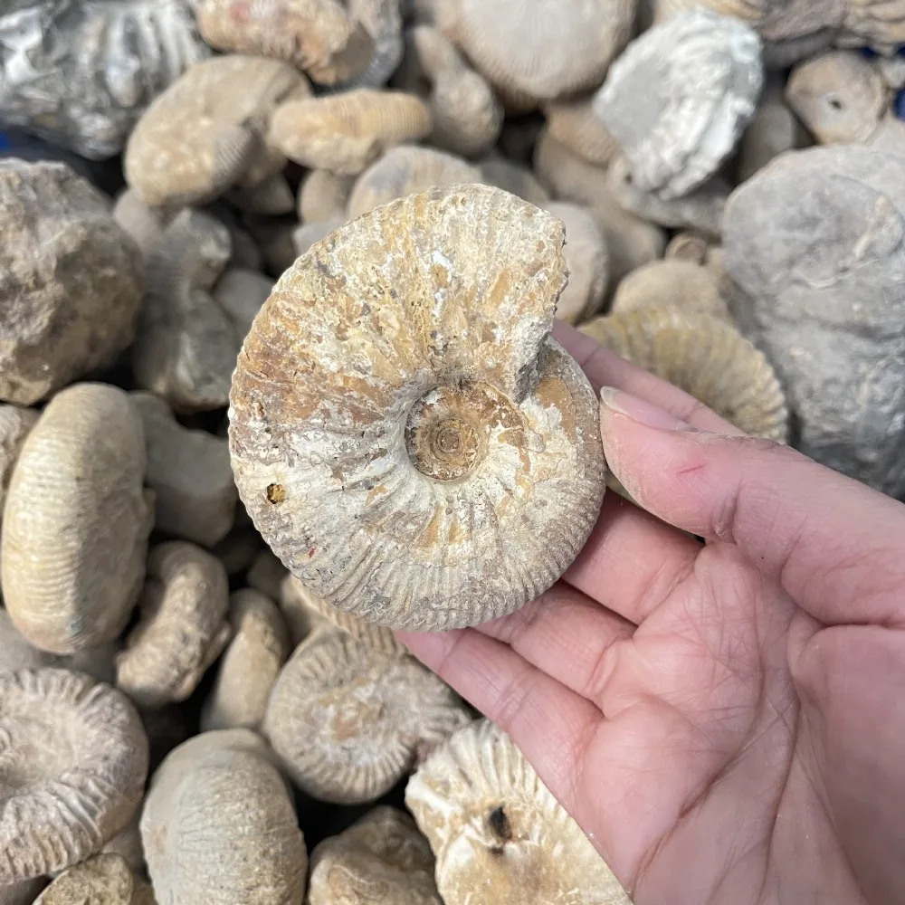 

1pc Paleontological Fossils, Ammonite, Home Decoration, Mud Snail, Marine Animal Specimens, Ideal Gift for Christmas, Easter