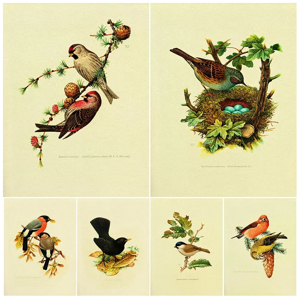 Vintage Bird Illustration Print Wall Art Canvas Painting Ornithology Nature Art Poster And Print For Living Room Decoration