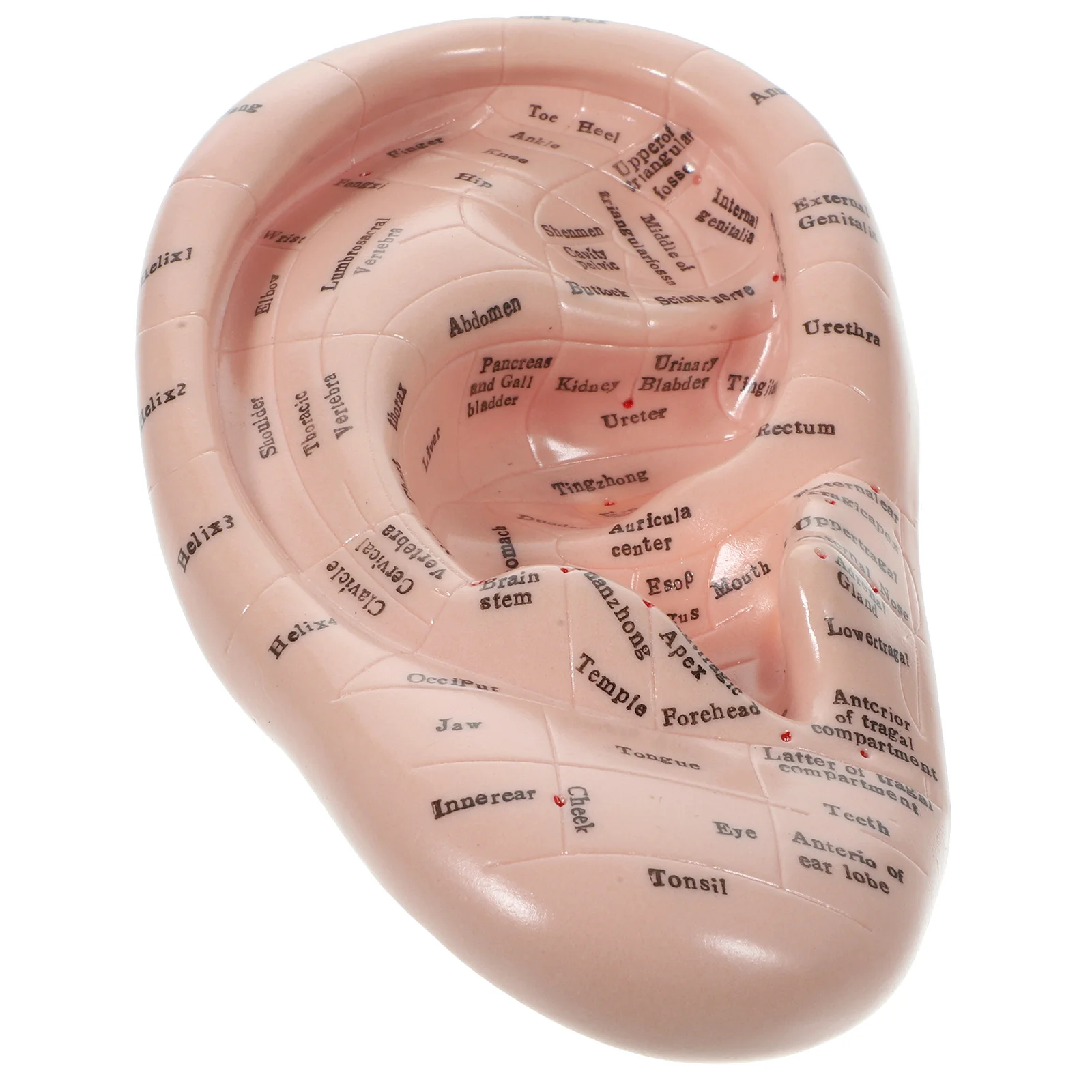 

1Pc Massage Ear Model Lettering Ear Mold Chinese Medicine Teaching Prop Acupoint Learning Tool