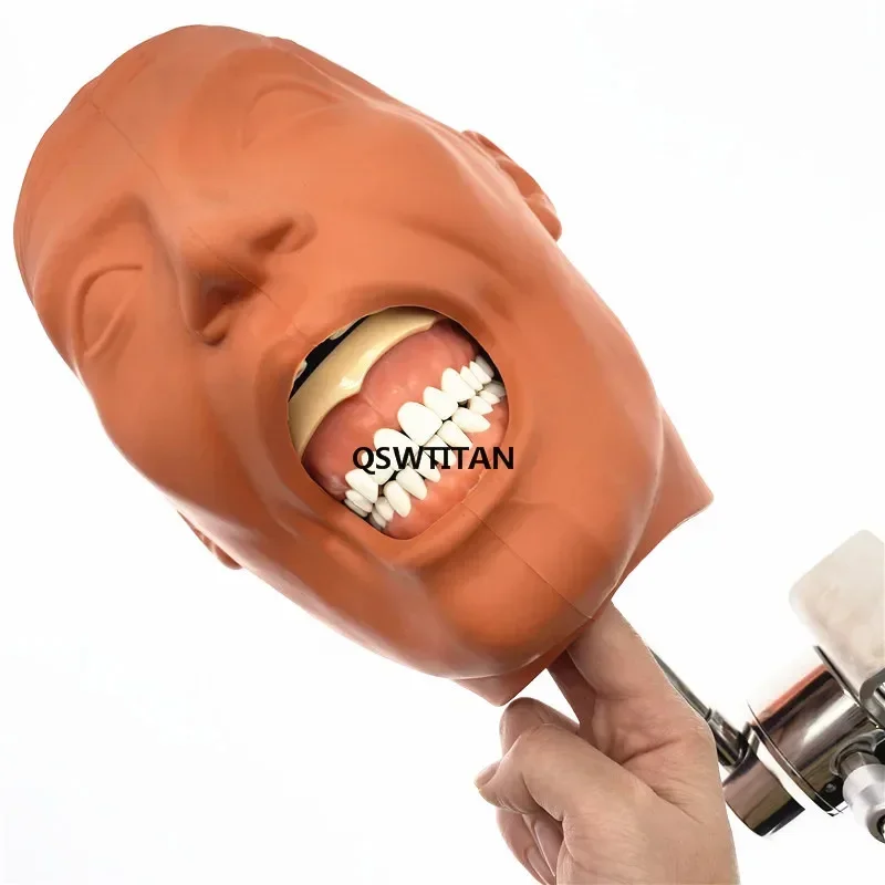 Dental Simulator Manikin Phantom Head model Dental Phantom Head Model With New Style Bench Mount