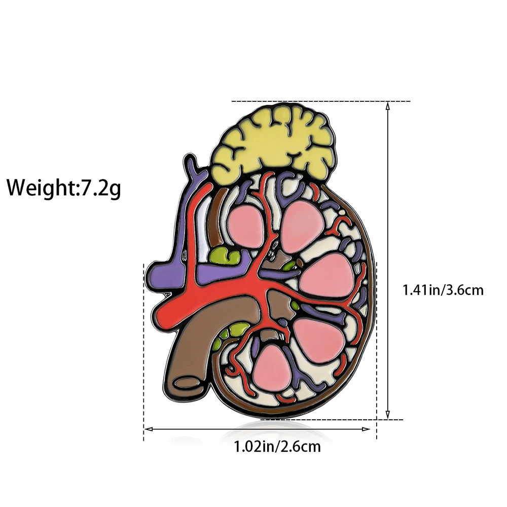 DCARZZ Kidney Enamel Brooch Medical Anatomy Biology Organ Pin Badge for Doctor Nurse Medicine Student Jewelry Accessories