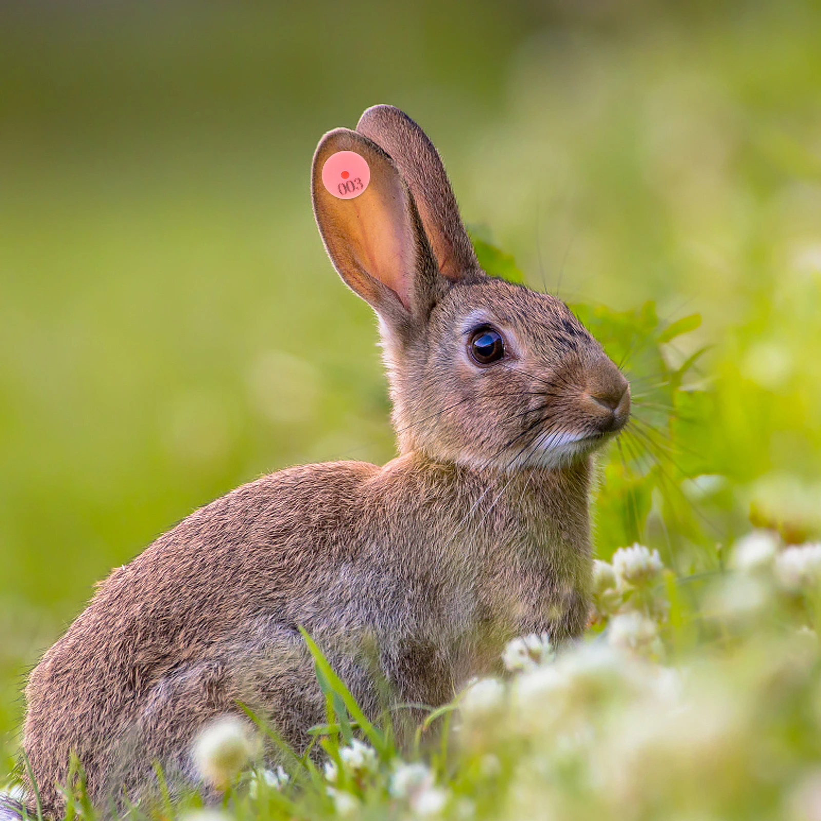 

100pcs Rabbit Numbered Colorful Durable For Animal Identification Farm Management Identification Pet Markers Rabbit Id Dog Ear