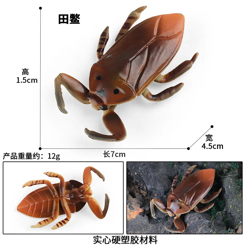 Educazione dei bambini puntelli cognitivi simulazione giocattoli per insetti insetto d'acqua gigante Mantis Longicorn Spider Beetle figure modello animale