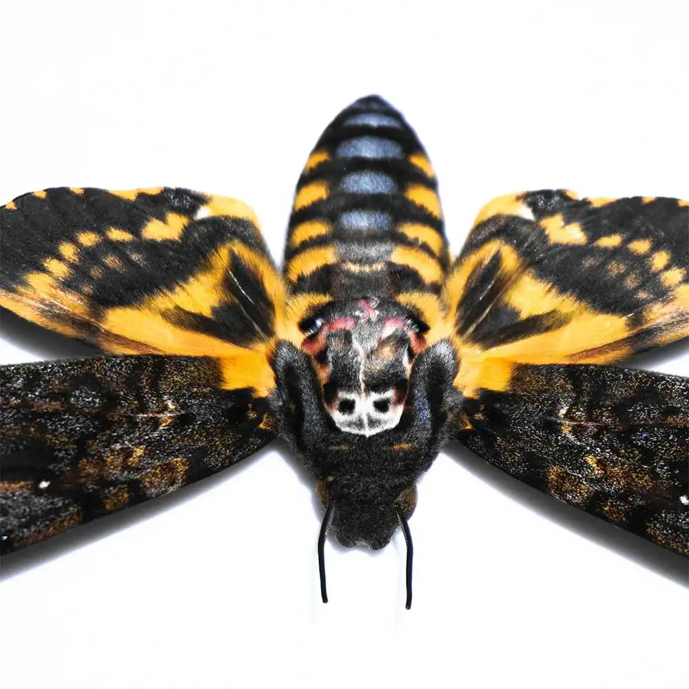 

Ghostface Moth Insect Specimen Rare Teaching Collecting Item for Home Office Decor Picture Frame Display GIFT