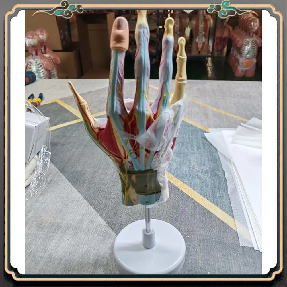 ASMA- Anatomical Hand Skeleton Model With Muscles, Ligaments, Nerves And Blood Vessels, Hand Bone Muscle Teaching Aids