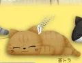 brown tabby cat
