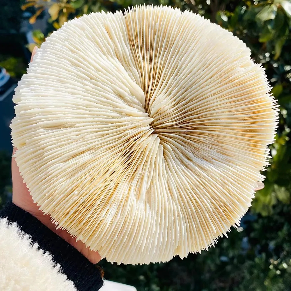 Natural White Mushroom Coral Fungia Plate Coral Skeleton Specimen Seashell for Home  Decoration & Aquarium Ornament and Collecti