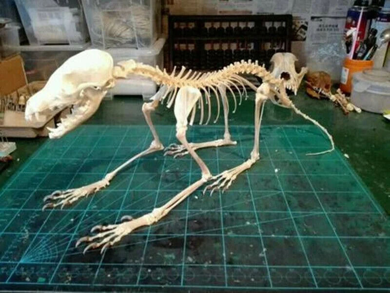 A Complete Set of Unassembled Real Fox Skeletons, Real Animal Bones, Taxidermy
