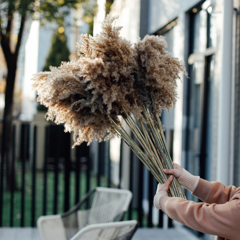 Rumput Pampas kering buket kering DIY tanaman Reed kecil alami Pampa untuk dekorasi rumah Boho dekorasi pernikahan pengaturan