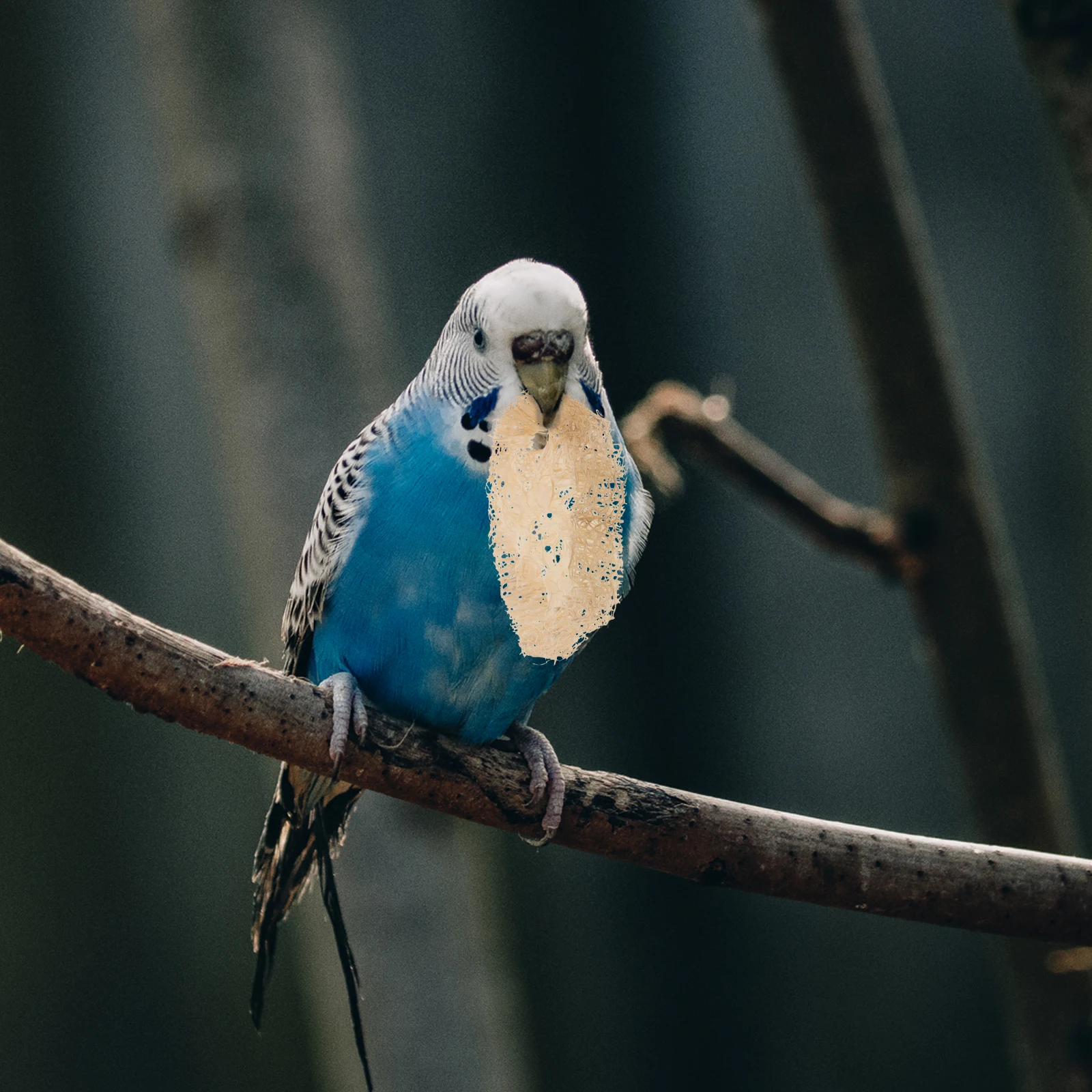 

24 PCS Pet Teething s Cage Chew Parrot Hamster Chewing Dwarf Loofah Guinea Pig Molar