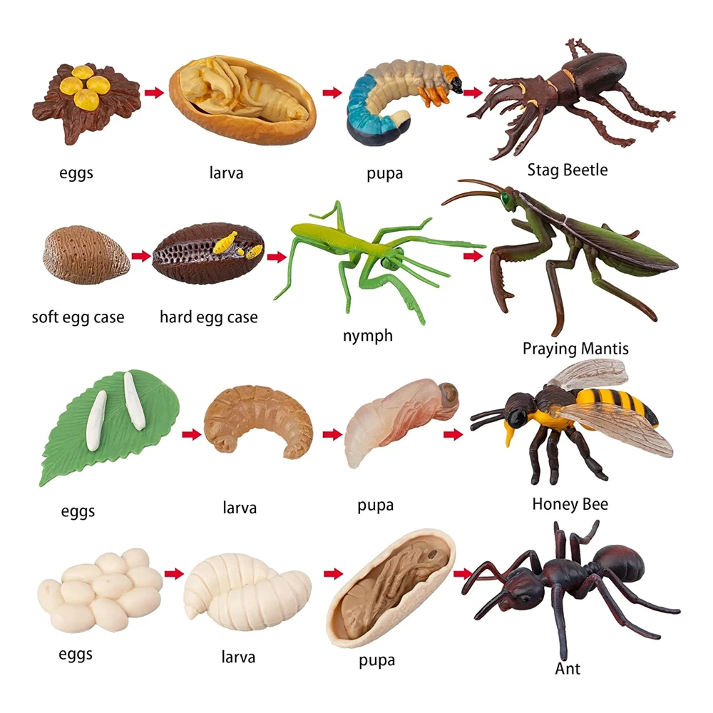 OozDec 16 szt. Figurki owadów cykl życia jelenia chrząszcza, pszczoły miodnej, modliszki i mrówki plastikowy zestaw do figurki zabawki robaków safariologicznych