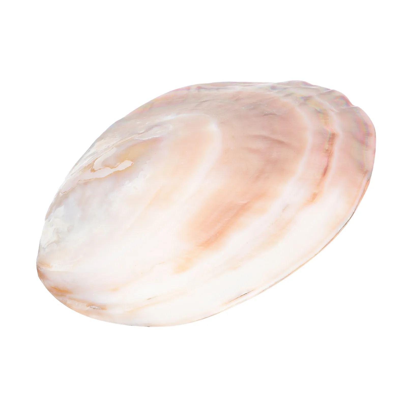 Natural Conch Shell Food Plate Decorative Desktop Display Unique Coastal Home Decor Random Color