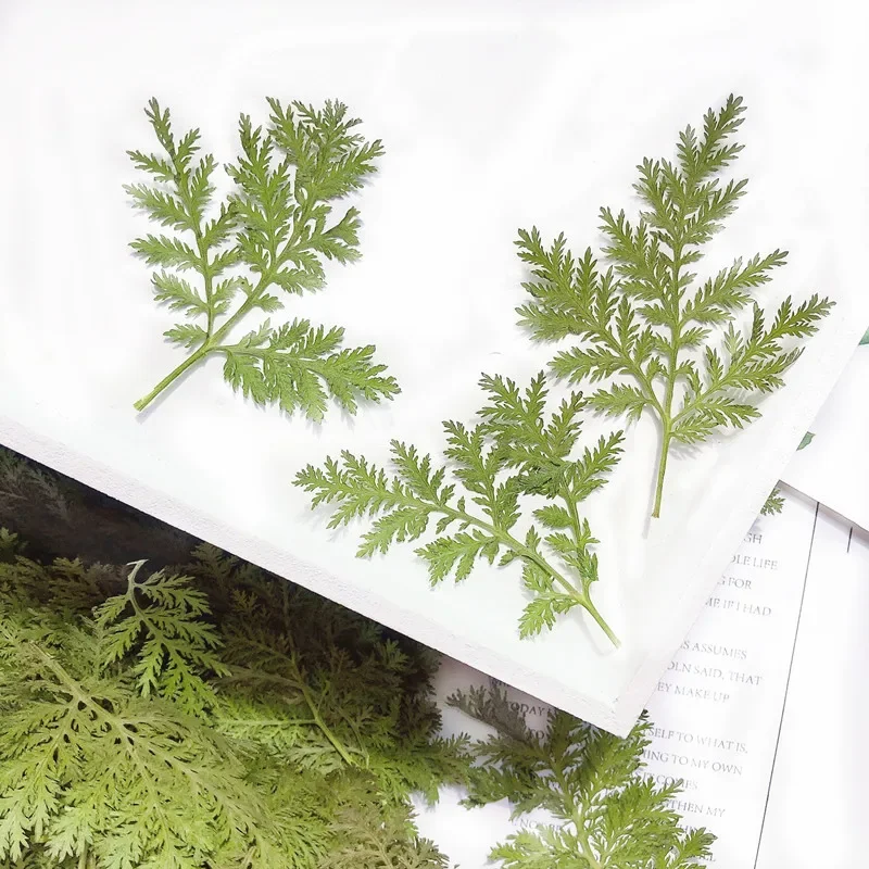 24pcs/4-6cm,Nature Pressed Artemisia annua leaf,DIY Wedding invitation Bookmark Gift Card drip glue phone case plant photo frame