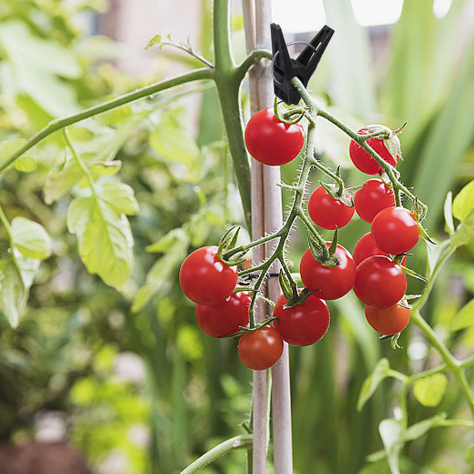 

1Set Heavy Duty Garden Clips for Greenhouse Uv Resistant Plastic Plant Support Clamps Fixing Clips for Tomato Vines Shade Cloth