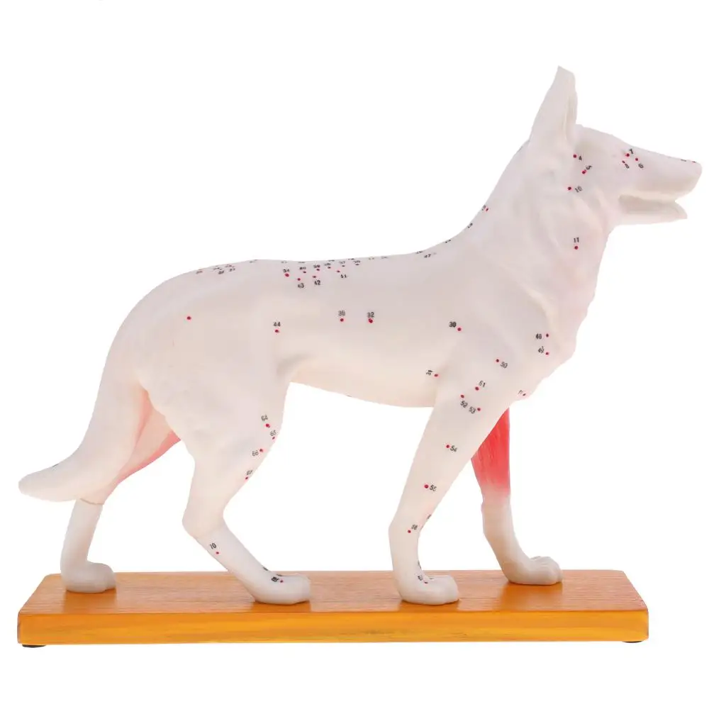 Dog Acupuncture Anatomical Model PVC Animal Study Kit School Lab Supplies for Education Display and Training