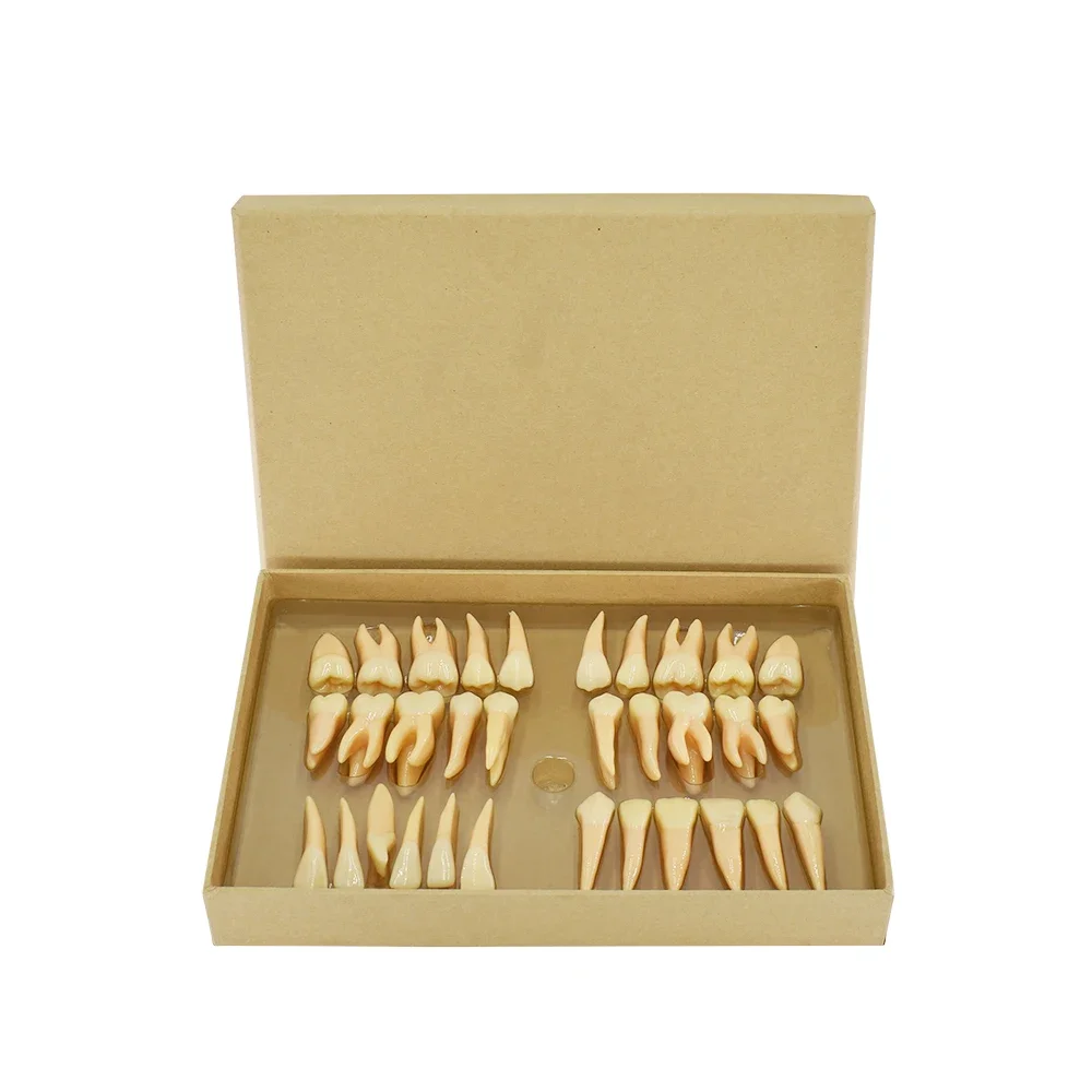 32pcs/set Den tal Training Mode Resin 2.5 Times Permanent Tooth Model School Supplies Replacement Teeth