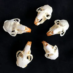 5pcs Ondatra zibethicus Muskrat skull real bone skeleton biology taxidermy
