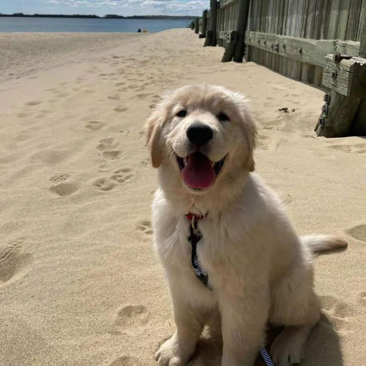 

Dog Training Collar, Waterproof Dog Collar with Remote Control, Beep, Vibration, Electric-Shock, Rechargeable E Collar for Dogs