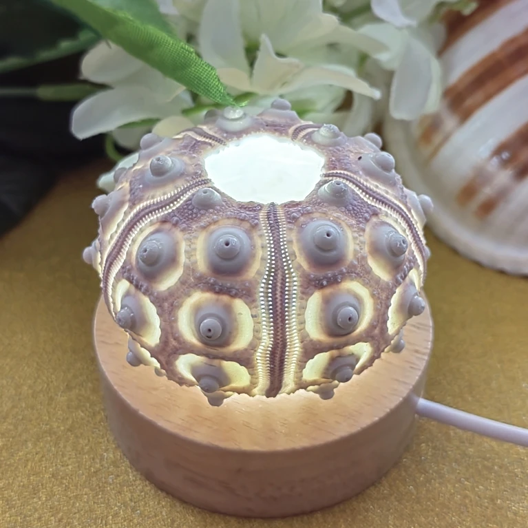 Shell Sea Urchin Night Lamp Handmade DIY Ornaments Natural Creatures Cute Bedroom Light Ocean Lovers Birthday Gift Christmas Day